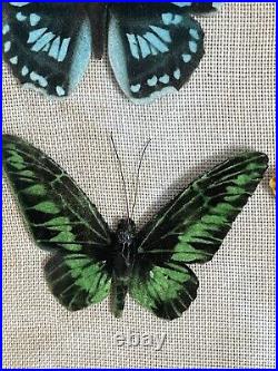 Cadre Diorama Vers 1920 Papillons Artificiels En Feutre Polychromes
